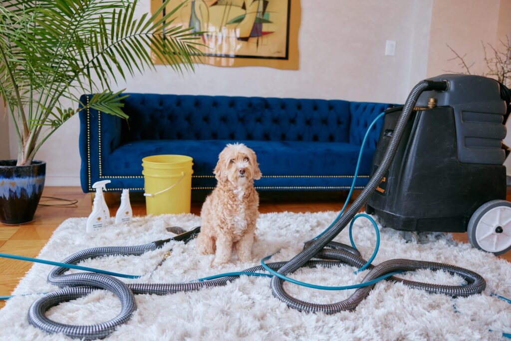 The Complete Guide to Pet Stain & Odor Removal Services